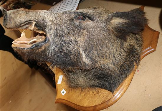 Boars head